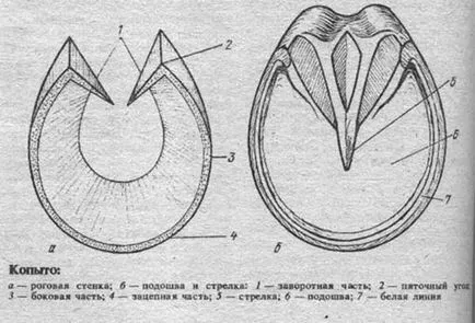 Structura osului copite pedalei calului, din față și din spate, forma, dimensiunea,