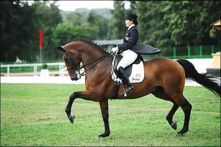 Hogyan lehet megtanulni lovagolni, amit tudni lovas és sebességváltó