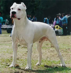 Hogyan értékeli a kutyák kiállításokon - Dog Show