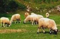 Как да се подготвите овцете и овните за чифтосване