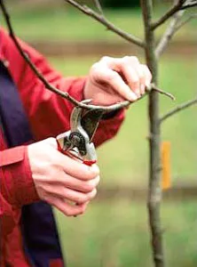 Cum să taie mere și pere de circuit excizia pomi fructiferi în primăvara, toamna, iarna si vara