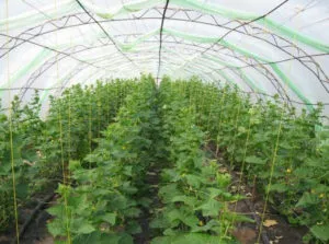 Hogyan kell kötni az uborkát egy üvegház egy rácsos polikarbonát rendesen