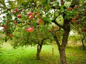 Cum să taie mere și pere de circuit excizia pomi fructiferi în primăvara, toamna, iarna si vara