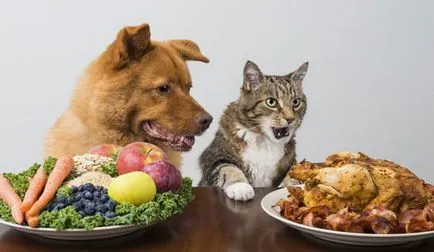 Hogyan kell etetni a kutyát, macskát