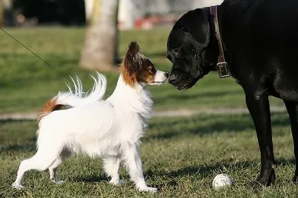 Cum să meargă câine - club mic iubitori de câini