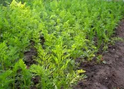 Cum de a planta morcovi în granule pentru a planta în mod corespunzător
