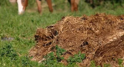 Cum de a găti un compost adecvat