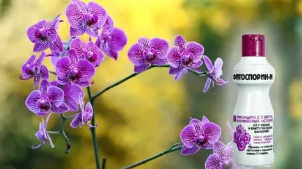Hogyan kell alkalmazni az orchideák fitosporin feldolgozás és mentés titkok
