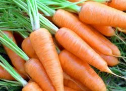 Как да се засадят морков семена на открито място
