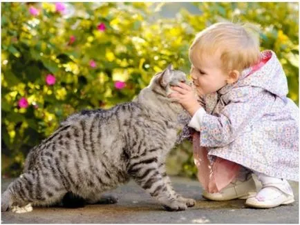 Hogyan működik egy macska allergia gyermekeknél a tünetek, kezelés, tanácsadás