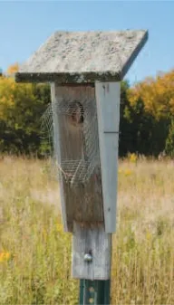 Cum sa faci o Birdhouse cu mâinile 4 lecții cu desene, birdhouses improvizate din