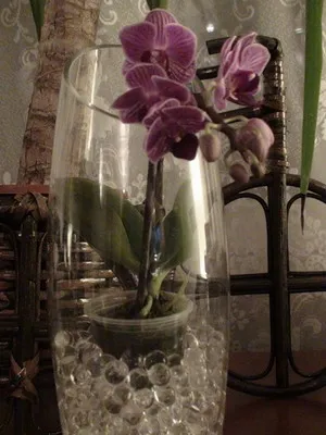 Cum să aibă grijă de orhidee intr-un buchet