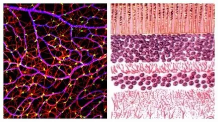 Hogy a retina és a fizikai természetét a szövet szerkezet
