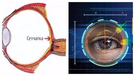 Hogy a retina és a fizikai természetét a szövet szerkezet