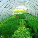 Cum să crească anghinare din semințe în centrul România, afaceri agricole