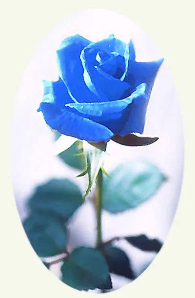 Как да расте синя роза 