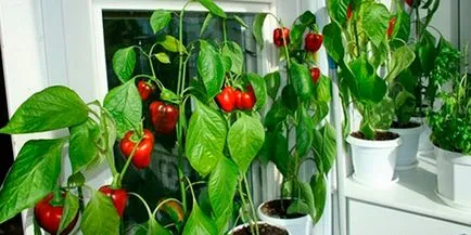 Hogyan növekszik palánták paprika, paprika otthon az ablakpárkányon