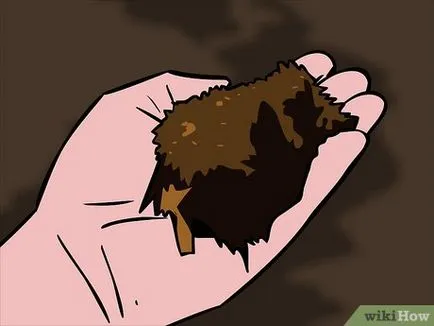 Как да растат гъби