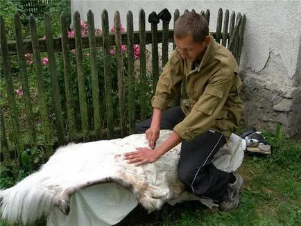 Ca bătut de capră Pelt la domiciliu