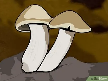Hogyan növekszik gombát