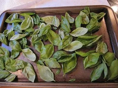 Как да се подготвим за зимата босилек най-добрите начини, за да се запази пикантни зеленчуци