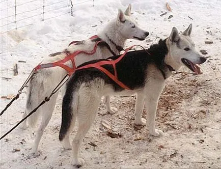 Камчатка Sled Laika, породи кучета, животни, порода