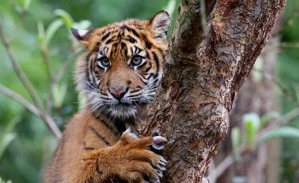 Descriere Sumatran Tiger, reproducere, habitat