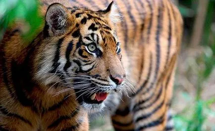 Descriere Sumatran Tiger, reproducere, habitat