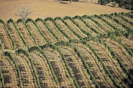 Supertuscan Borok - Olaszország Orosz