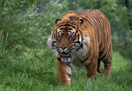 Descriere Sumatran Tiger, reproducere, habitat