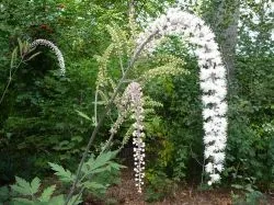 Cohosh negru (black cohosh, black cohosh), proprietățile curative ale rizomi, indicații ratsemozy,