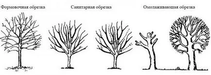 Кога и как да се намали плодните дървета през зимата, пролетта, есента