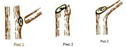 Кога и как да се намали плодните дървета през зимата, пролетта, есента