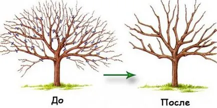 Кога и как да се намали плодните дървета през зимата, пролетта, есента