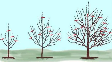 Кога и как да се намали плодните дървета през зимата, пролетта, есента