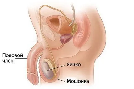 Când și cum sperma este format la baieti