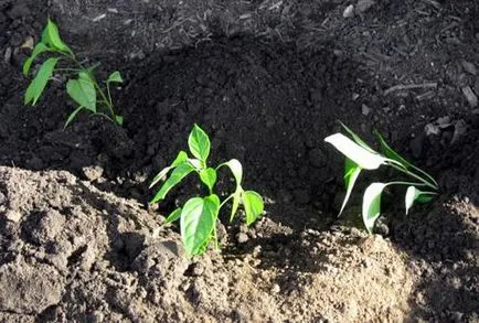 Amikor a növény paprika paprika magokat, amikor csemeték ültetése és hogyan növekszik palánták