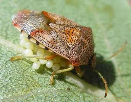 Bug Bug - életmód és hatékony módszerek