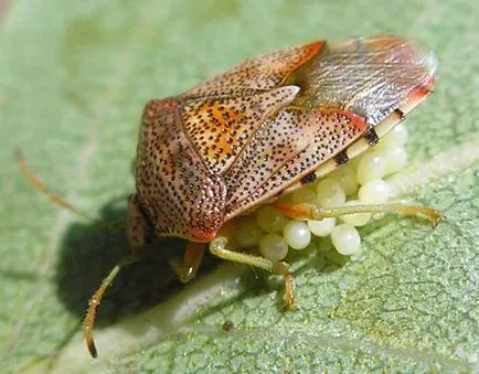 Bug Bug leírás és a lehetséges sérülésektől rovar