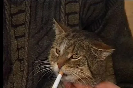 Кот преподава котка пушене (снимка)