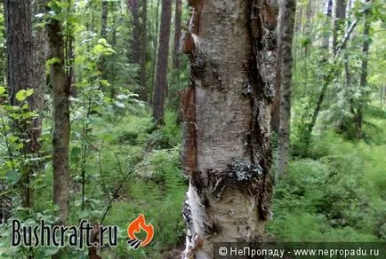 Un incendiu în brânza pădure