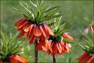 reguli frumoase și originale flori cocoși de munte de cultivare și îngrijire, foto, sfaturi de grădinărit