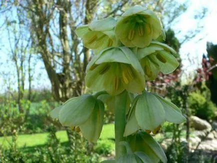 reguli frumoase și originale flori cocoși de munte de cultivare și îngrijire, foto, sfaturi de grădinărit