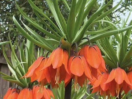 reguli frumoase și originale flori cocoși de munte de cultivare și îngrijire, foto, sfaturi de grădinărit