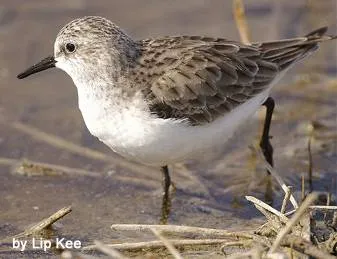 Kulik-врабче (Calidris minuta) брегобегач относителното разпределение описание цвят миграция