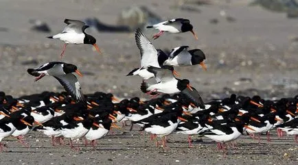 Oystercatcher fotó, madár leírása