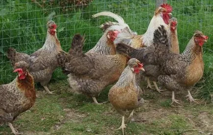 Leghorn кокошки размножават описание, характеристики, ревюта