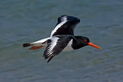 Oystercatcher fotó, madár leírása