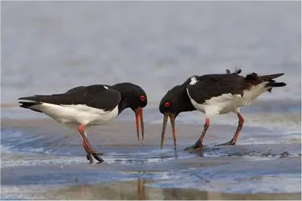 Oystercatcher fotó, madár leírása