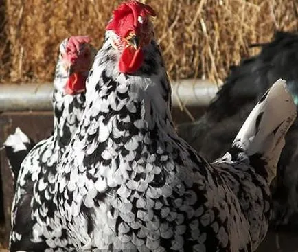 Leghorn кокошки размножават описание, характеристики, ревюта